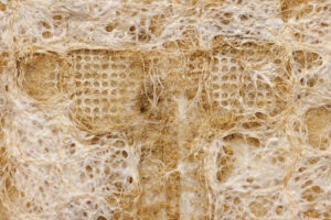 Root Growing Textile by Tasha Lapidus – an experimental textile created from naturally grown plant roots.